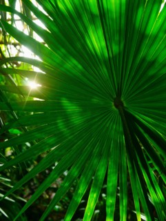 Mexico, Yucatan. Palm grove.