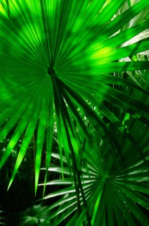 Mexico, Yucatan. Palm grove.