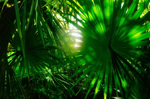 Mexico, Yucatan. Palm grove.