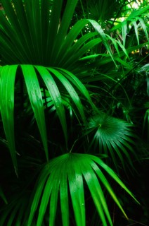 Mexico, Yucatan. Palm grove.