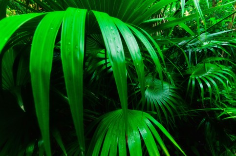 Mexico, Yucatan. Palm grove.