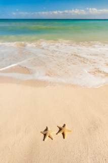 Mexico, Yucatan. Two starfish on beach.