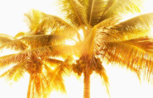 Mexico, Yucatan. Palm trees at sunset.