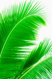 Mexico, Yucatan. Palm leaves.