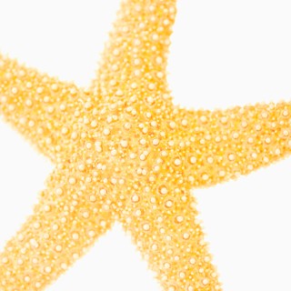 Studio shot of star fish.