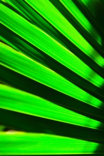 Palm leaf.