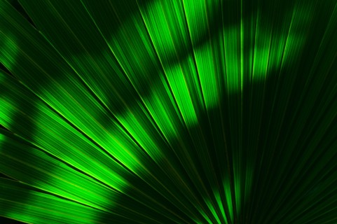 Palm frond.