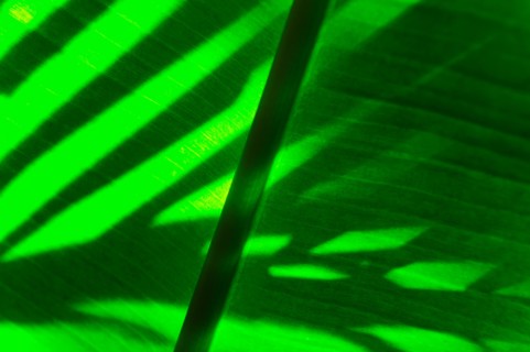 Palm leaf.