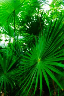 Palm leaves.