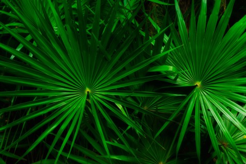 Palm leaves.