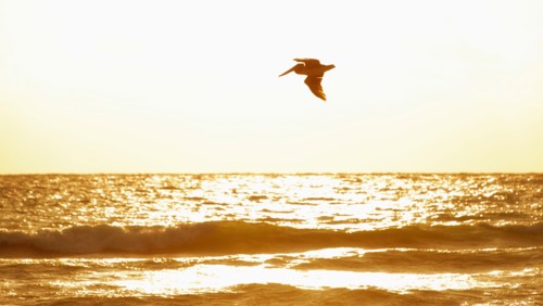 Bird flying over ocean.