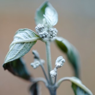 Close-up of flower bud.