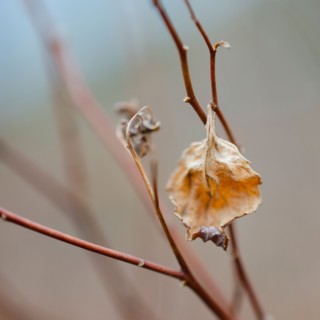 Dried leaf.