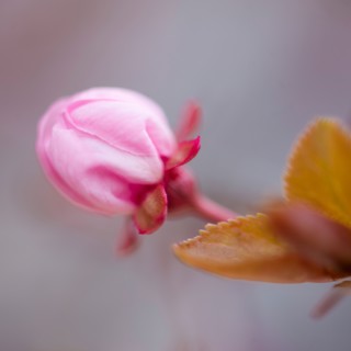 Close-up of spring blossom.