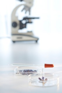 Lavender in petri dishes, microscope in background.