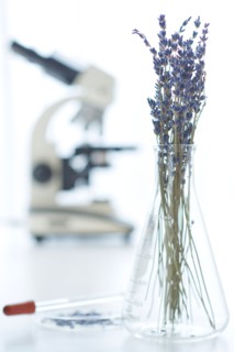 Lavender in  beaker, microscope in background.