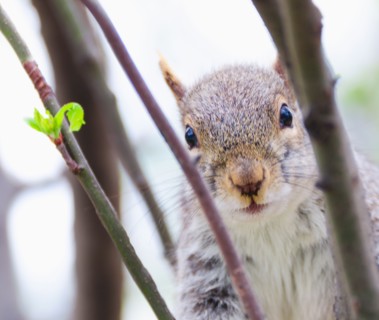 Close up of squirrel among branches.