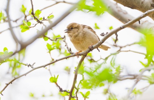 Close up of bird on spring tree.