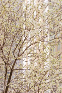 Blooming tree.