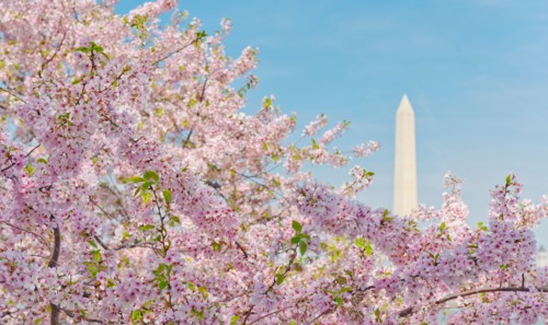 USA, Washington DC. Cherry blossom with Washington Monument in background.
