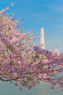 USA, Washington DC. Cherry blossom with Washington Monument in background.