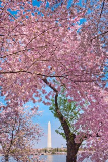USA, Washington DC. Cherry blossom with Washington Monument in background.