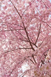 USA, Washington DC. Cherry blossom.