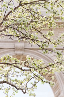 USA, New York, New York City. Close up of blooming trees in Washington Square Park.