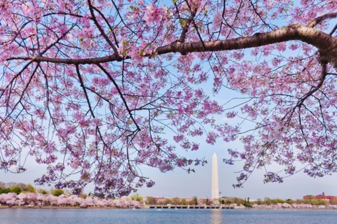 USA, Washington DC. Cherry tree in blossom with Jefferson Memorial in background.