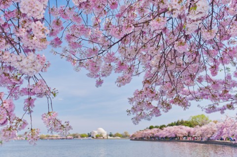 USA, Washington DC. Cherry tree in blossom with Jefferson Memorial in background.