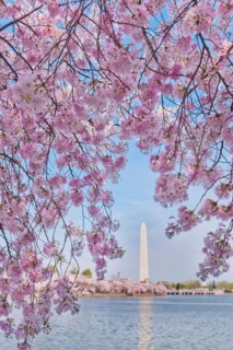 USA, Washington DC. Cherry tree in blossom with Jefferson Memorial in background.