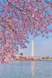 USA, Washington DC. Cherry tree in blossom with Jefferson Memorial in background.
