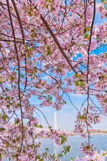 USA, Washington DC. Cherry tree in blossom with Jefferson Memorial in background.