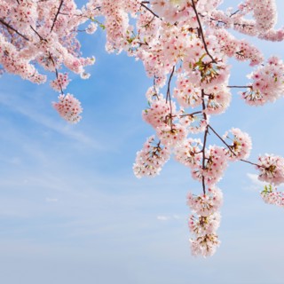 USA, Washington DC. Cherry tree in blossom .