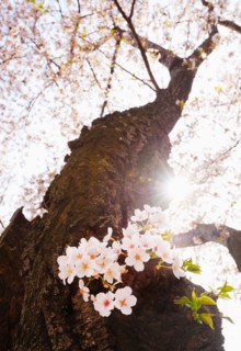 USA, Washington DC. Cherry tree in blossom .