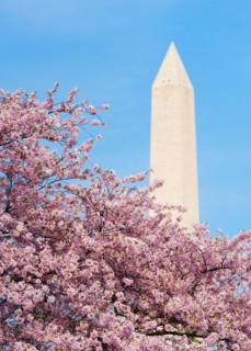 USA, Washington DC. Cherry tree in blossom with Jefferson Memorial in background.