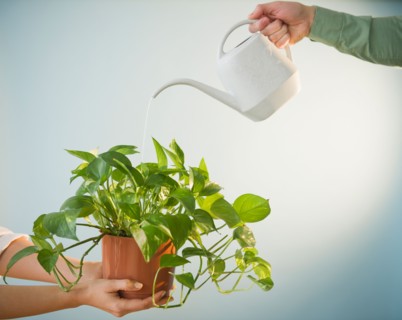 Close up of man's and woman's hands watering potted plant, studio shot. Photo : Jamie Grill