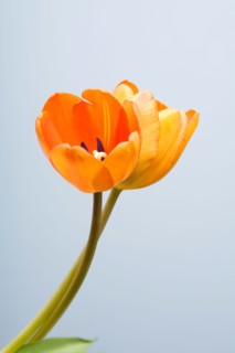 Studio shot of yellow tulips. Photo : Kristin Lee