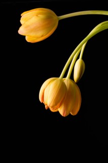 Studio shot of yellow tulips. Photo : Kristin Lee