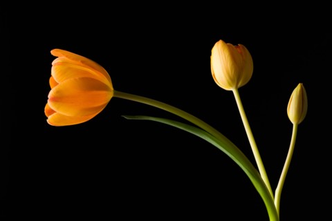 Studio shot of yellow tulips. Photo : Kristin Lee