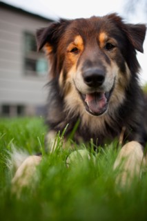 Portrait of cute dog laying on lawn. Photo : Noah Clayton