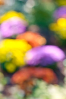 Canada, Ontario, Toronto, Defocused flowers. Photo : Elena Elisseeva