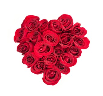 Close-up studio shot heart formed of red roses on white background. Photo : Elena Elisseeva