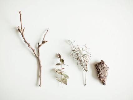 Close-up studio shot of various vegetation forms. Photo : Jessica Peterson