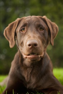 Portrait of hound. Photo : Jessica Peterson