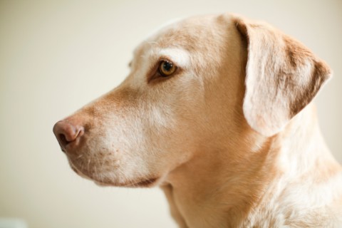 Portrait of beige dog. Photo : Jessica Peterson