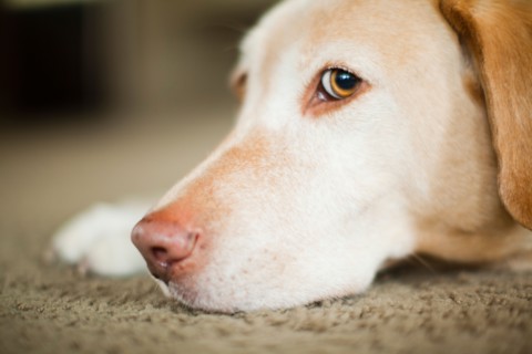 Portrait of beige dog. Photo : Jessica Peterson