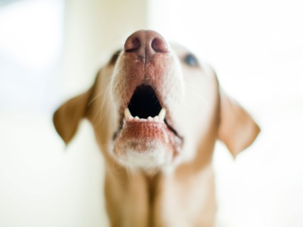 Portrait of beige dog. Photo : Jessica Peterson