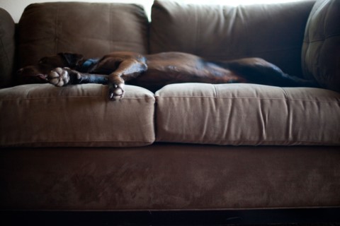 Dog lying on sofa. Photo : Jessica Peterson
