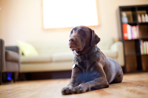 Dog lying in living room. Photo : Jessica Peterson
